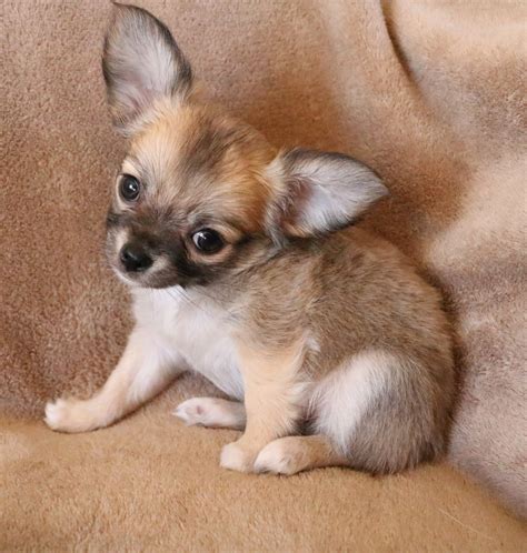 chihuahua for sale .